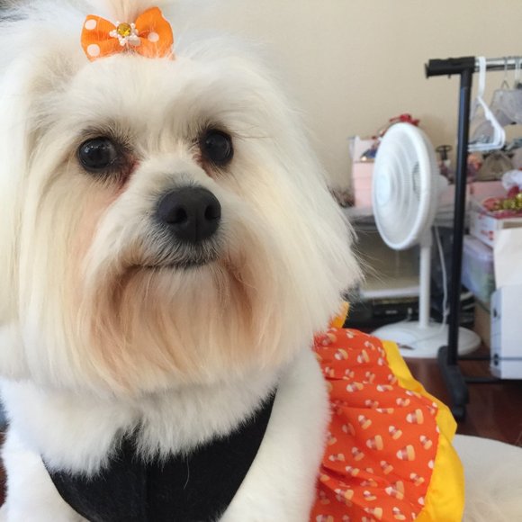 MEET PRECIOUS, POSH AMBASSADOR, PARTY-COHOST! - Picture 3 of 4